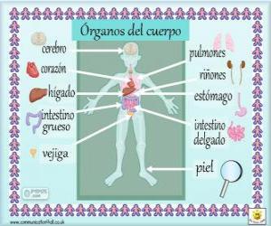 Puzzle Όργανα του ανθρώπινου σώματος στα ισπανικά